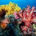coral_soft_ni_h_0705_png1645.jpg